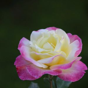 バラ,花のある暮らし,我が家のバラ,バラが好き,ばら バラ 薔薇の画像