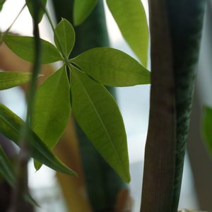 ハオルチア,多肉植物,観葉植物,塊根植物,サボテン科の画像