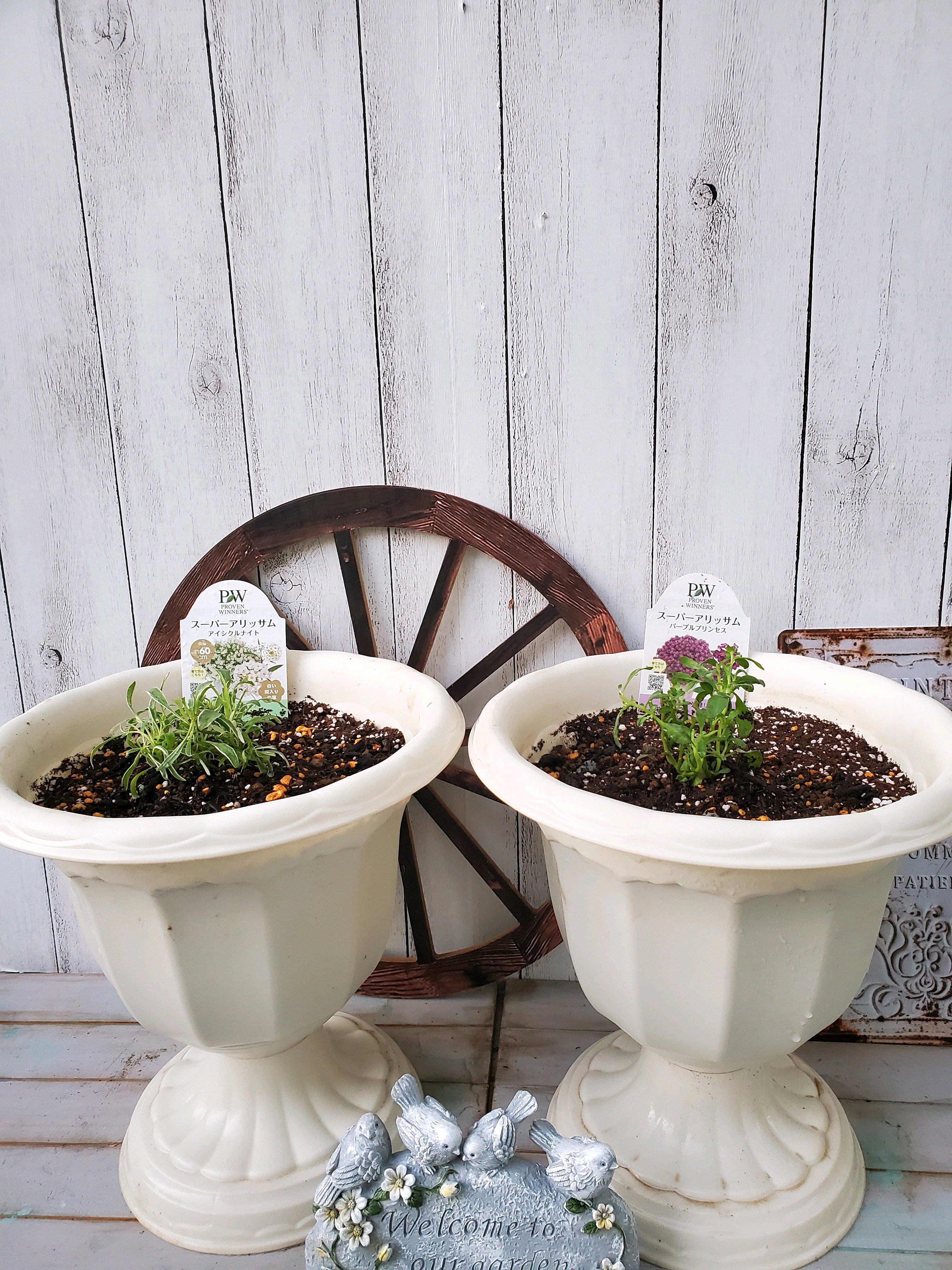 pwアンバサダー2024秋｜🍀GreenSnap（グリーンスナップ）