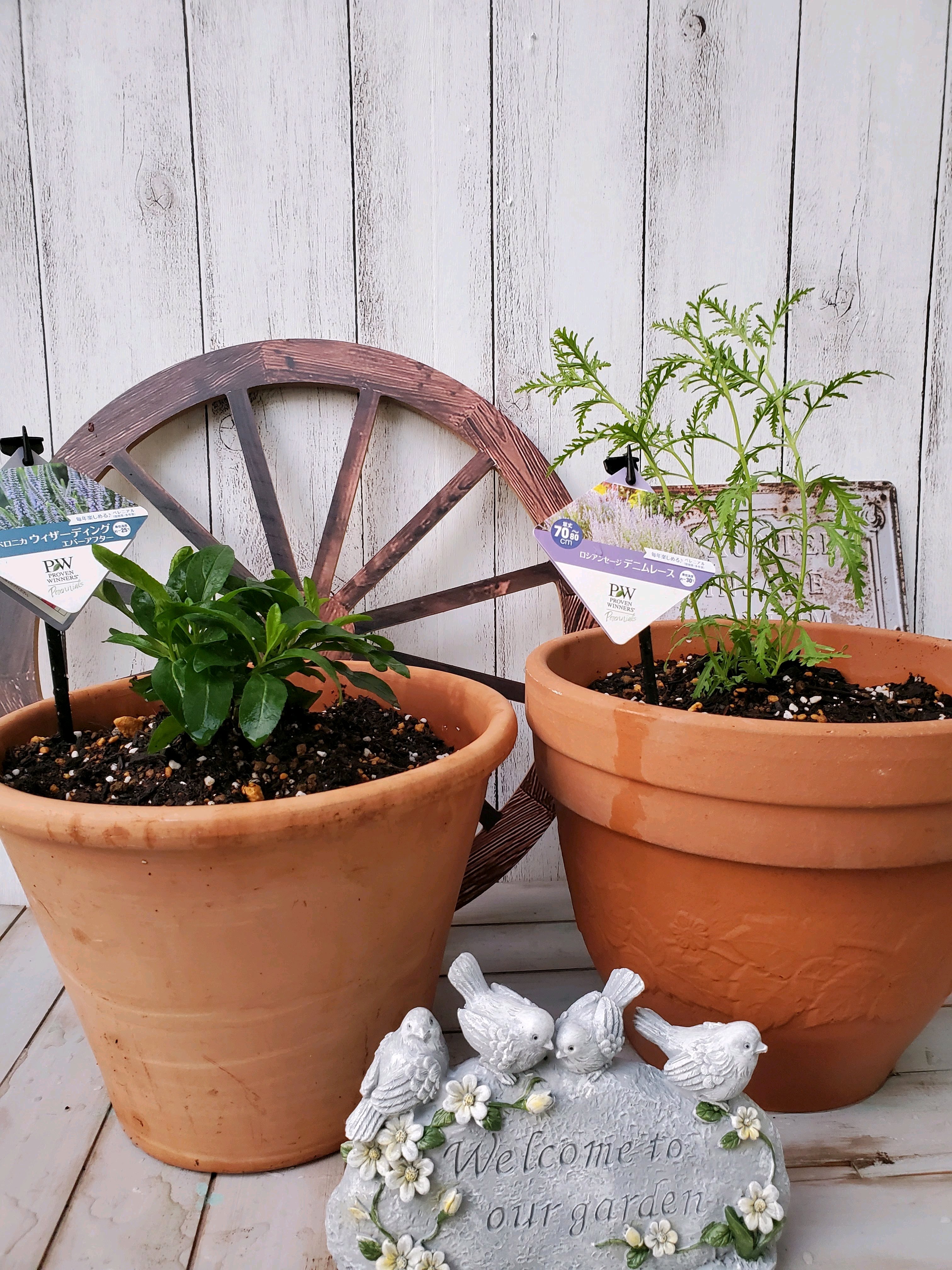 アントステラ　プランター アントステラ プランター