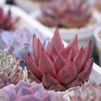 多肉植物,エケベリア属,HIGH succulent,ロトコレ✨,エケベリア　ストロベリーの画像