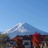 多肉植物,富士山,エケベリア属,カランコエ属,多肉狩りの画像