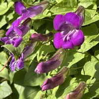 アサリナ,ネコ好き,つる性植物,花のある暮らし,紫色の花の画像