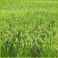 いね,稲藁,稲（いね）,稲（いね）,稲わらの画像