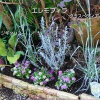 エレモフィラニベア,クラスペディア,地植え,花のある暮らし,小さい花壇の画像