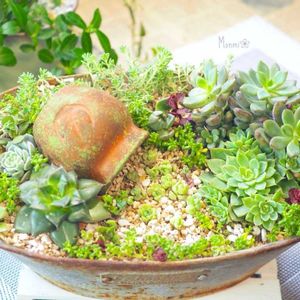 寄せ植え,多肉植物,セダム属,エケベリア属,かわいいな♡の画像