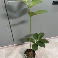 ザミア,観葉植物,フルフラセア,ヒロバソテツの画像