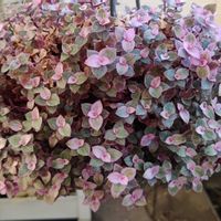 カリシア,カリシア ロザート,観葉植物,花のある暮らし,花のある生活の画像