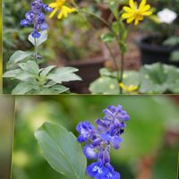 ツワブキ,サルビア ファリナセア(ブルーサルビア),庭の花,おしゃれな土曜日♪の画像