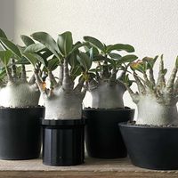 アデニウム,アデニウム アラビカム,アデニウム アラビカム ドワーフ,Adenium arabicum dwarf,多肉植物の画像