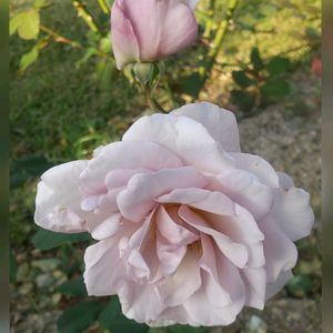 バラ,赤い薔薇,バラ　シルフィシルフィ,赤い花,散歩の画像