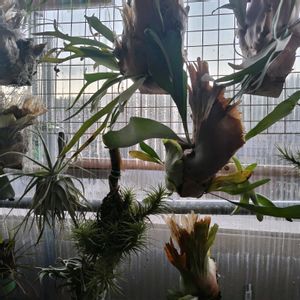 ウラボシ科,ビカクシダ属,山野草,着生植物,アガベ属の画像