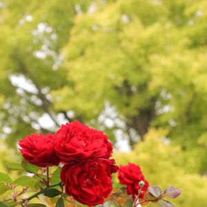 散歩,花壇,紅葉（こうよう）,花いろいろ,ばら バラ 薔薇の画像