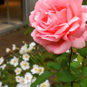 散歩,花壇,花いろいろ,ばら バラ 薔薇,お出かけ先の画像