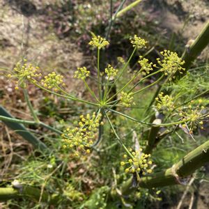 ウイキョウ,ウイキョウ（フェンネル）,開花の画像