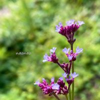 アレチハナガサ,山野草,紫の花,とっとり花回廊,꒰ღ˘◡˘ற꒱かわゅ~の画像