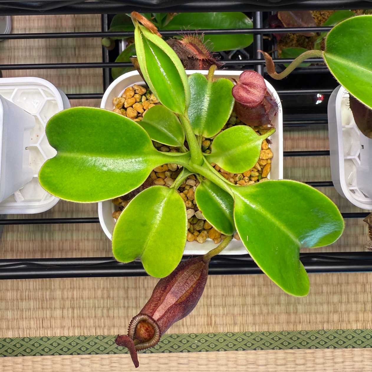 N.villosa × robcantleyi BE-4079｜🍀GreenSnap（グリーンスナップ）