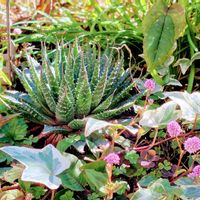 グリーンのある暮らし,秋のお庭,お花のある暮らし,おしゃれな土曜日♪,庭の画像