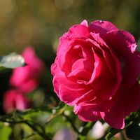 バラ,バラ,薔薇,植物園,大船フラワーセンターの画像