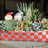 クリスマス,多肉植物寄せ植え,PPバンド,SnowMan,夜なべっこの画像