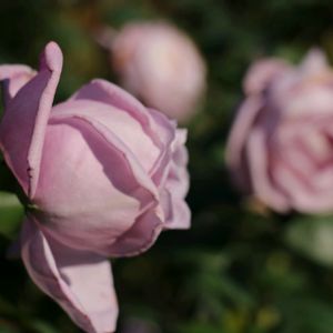 バラ,バラ,薔薇,植物園,大船フラワーセンターの画像