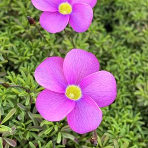 オキザリス,鉢植え,花のある暮らし,強い子,綺麗な色の画像