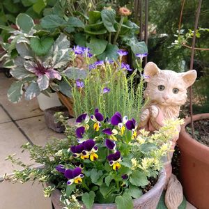 ビオラ,寄せ植え,花のある暮らし♡の画像