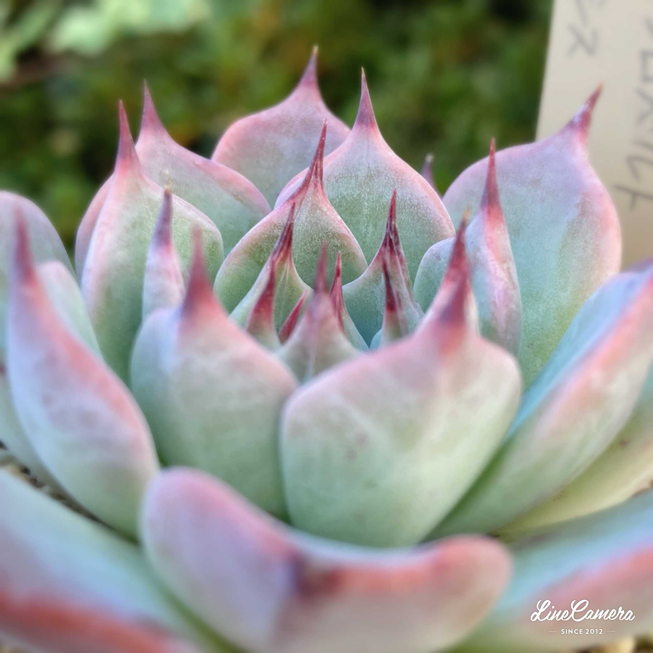 miso苗⭐️エレイン交配2点⭐️ミソップさん 多肉 エケベリア ミソ苗 miso苗⭐️エレイン交配2点⭐️ミソップさん 多肉 エケベリア