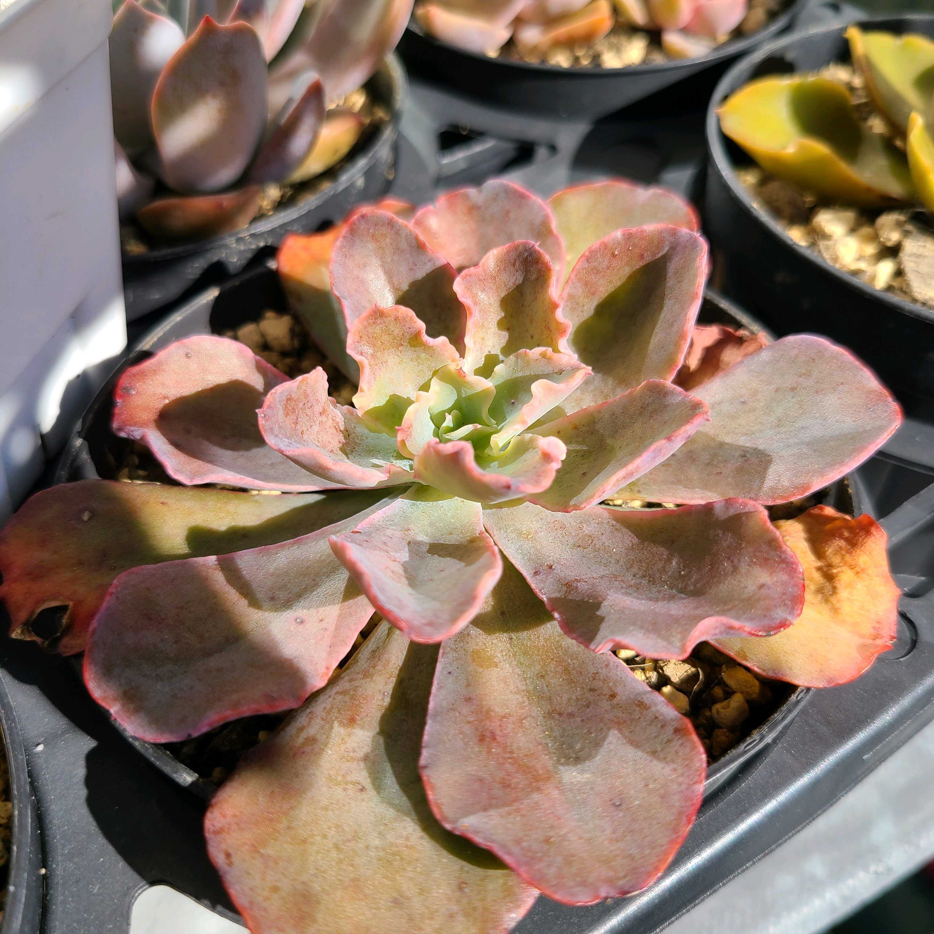 ブルーカールズ　カット苗　多肉植物　宅急便発送 ブルーカールズ カット苗 多肉植物 宅急便発送 ブルーカールズ 特大