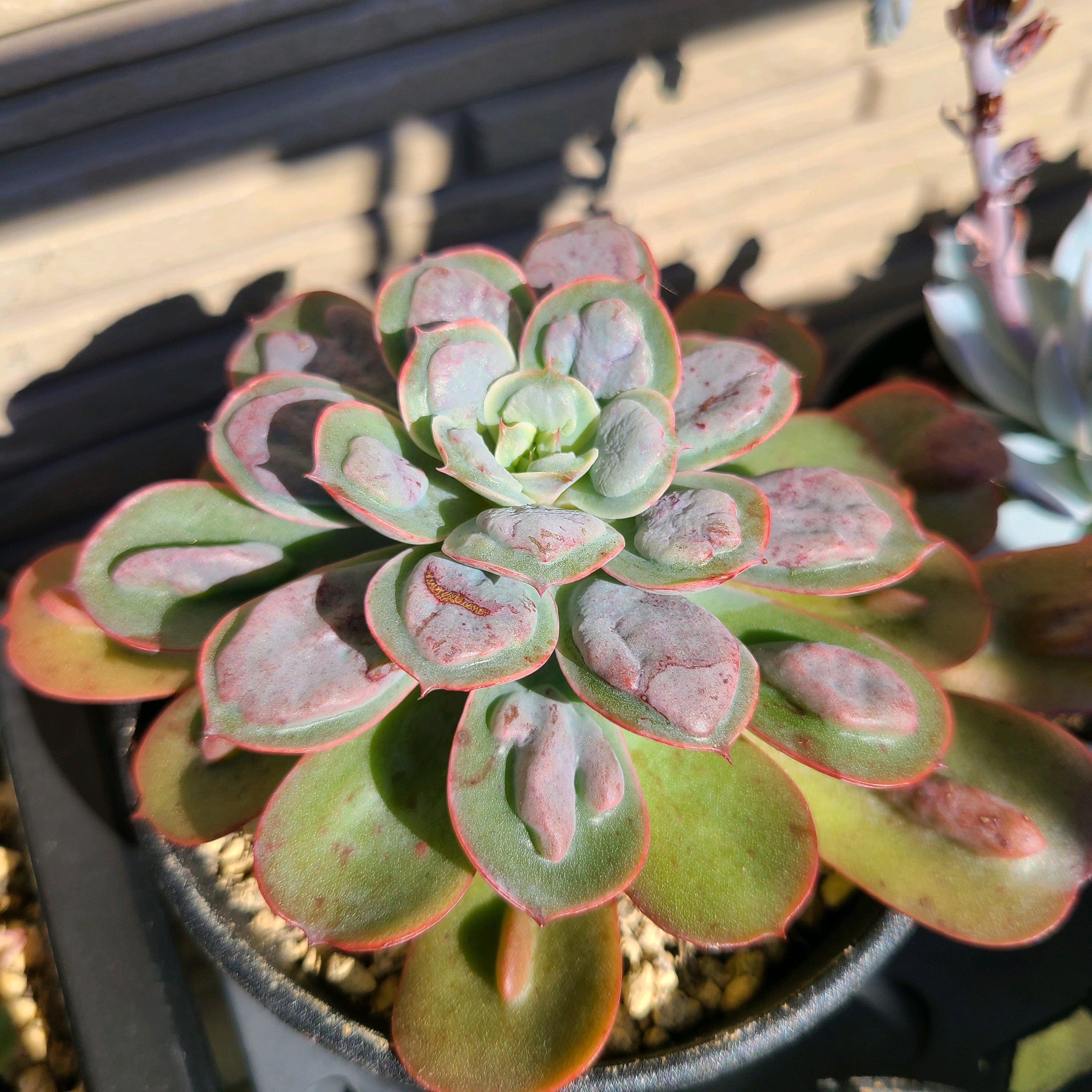 レインドロップス 抜き苗 1ポット ゆうパケットプラス発送 多肉植物