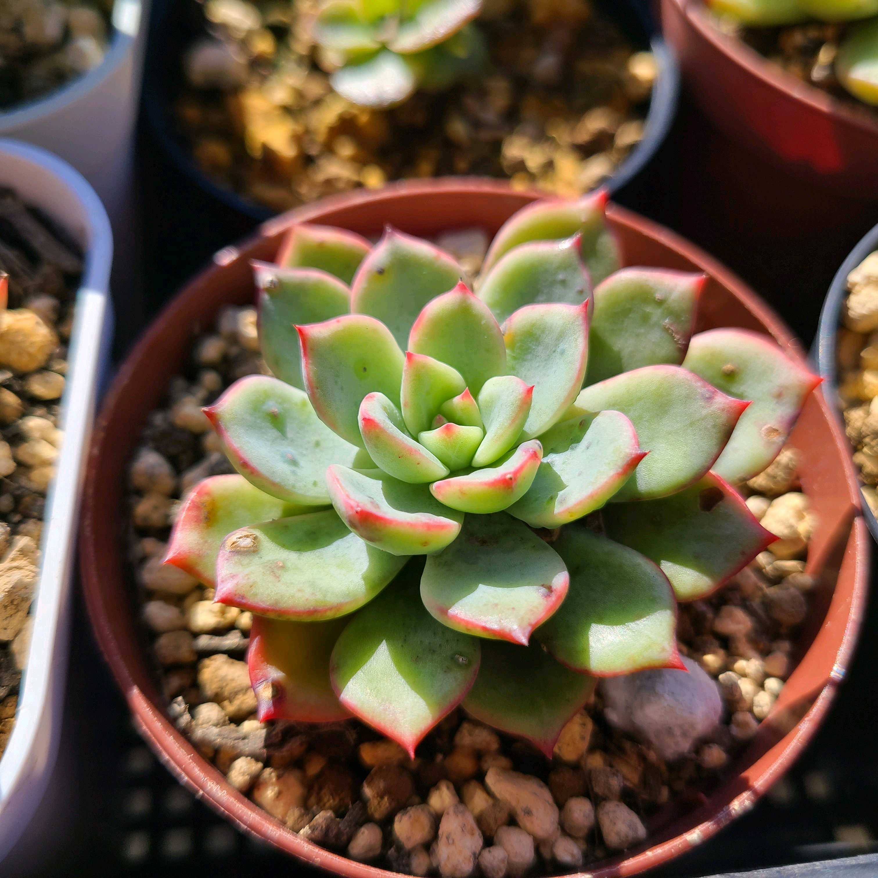 1732342066634_449681_p_2024112