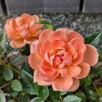 ミニバラ,ミニバラ・モカフェローズ,鉢植え,挿し木,花のある暮らしの画像