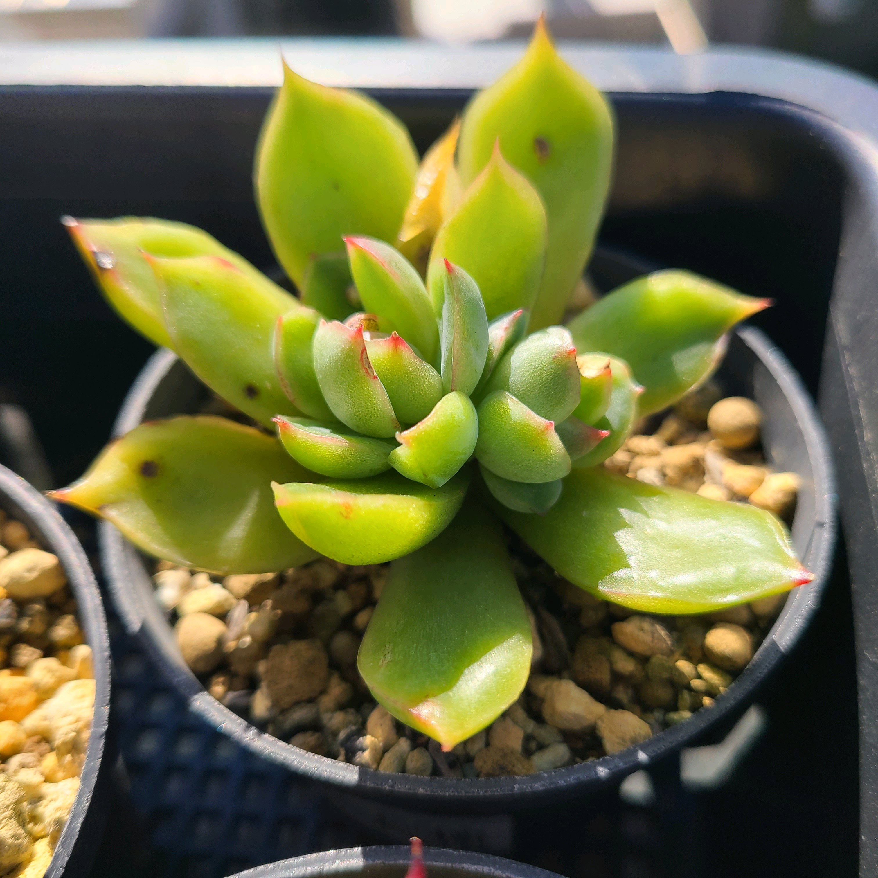 ヌヒノバの成長記録🧡🧡｜🍀GreenSnap（グリーンスナップ）