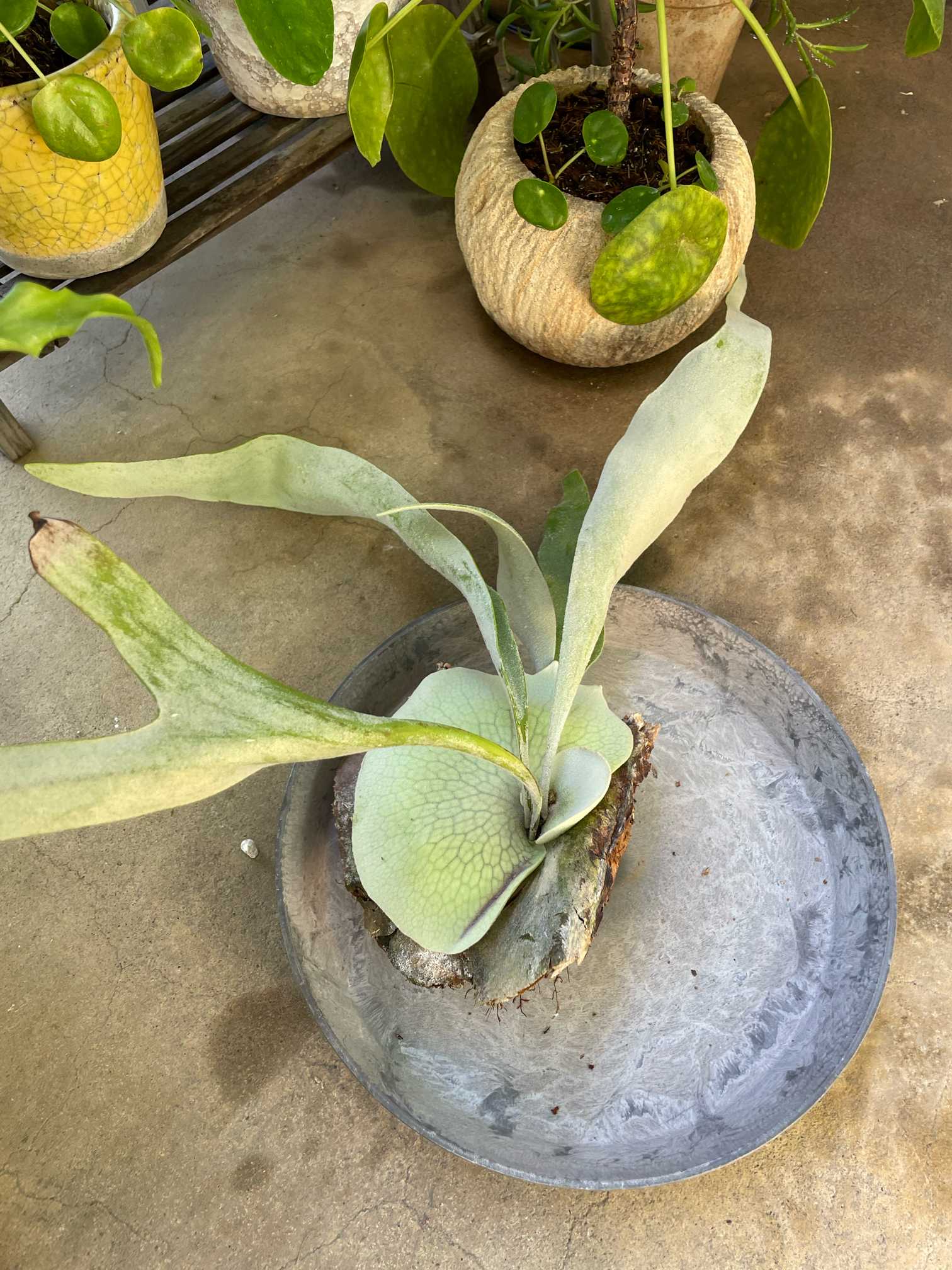 ヴィーチー】の苔玉→板付けへ｜🍀GreenSnap（グリーンスナップ）