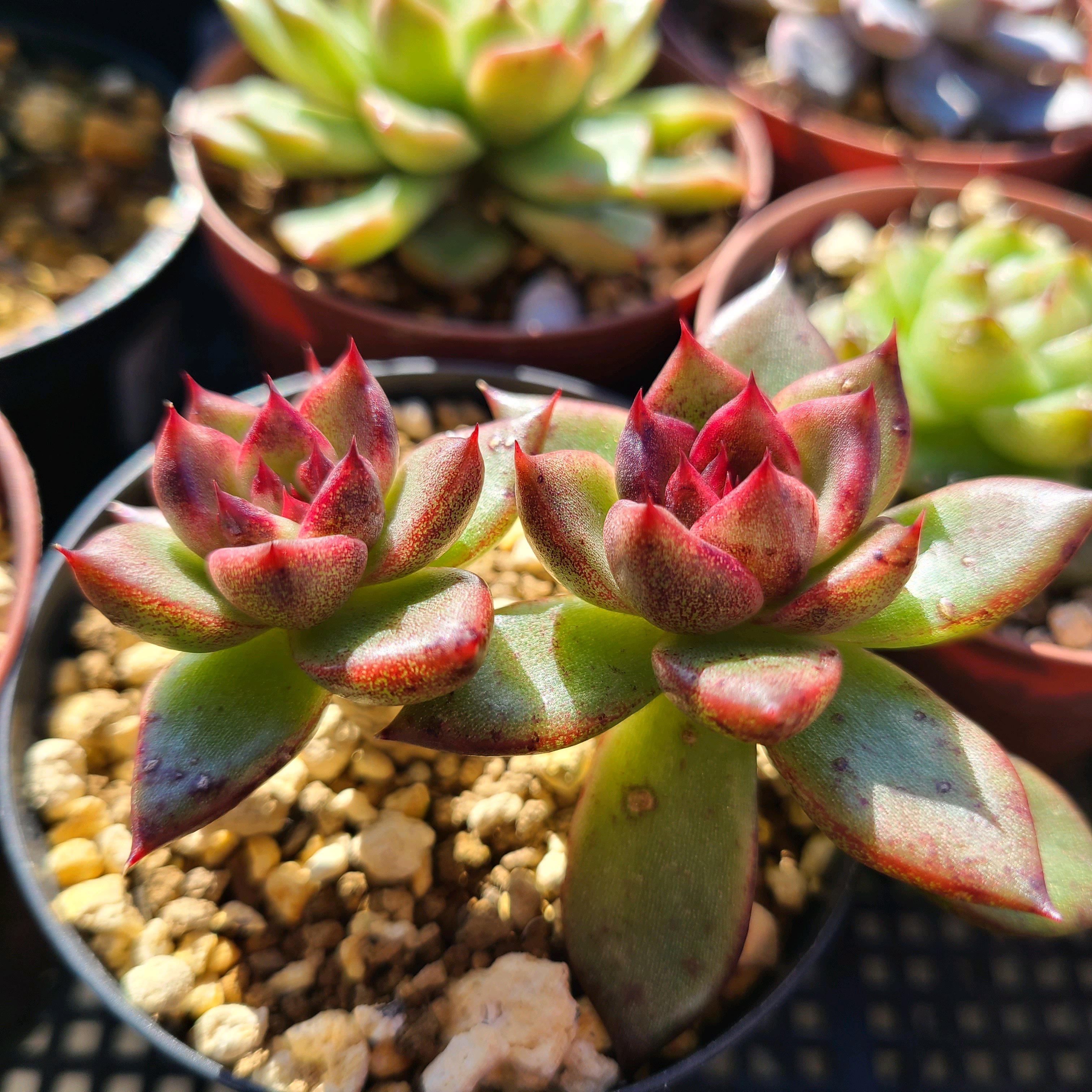 ずっしり重いエケベリア20ポット リピ割ずっしり重いエケベリア20ポット