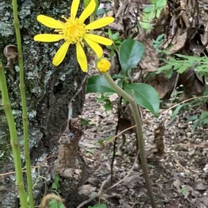 ツワブキ,ツワブキ(石蕗),石蕗（つわぶき）,地植え,ガーデニングの画像