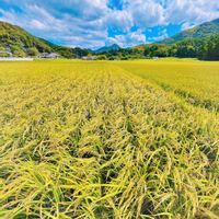 いね,田んぼ,イネ科,今日のお花,田んぼの風景の画像