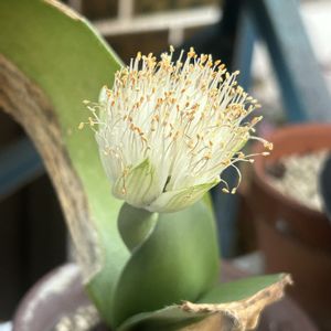 マユハケオモト,鉢植え,花のある暮らし,お家の植物,お家で園芸の画像