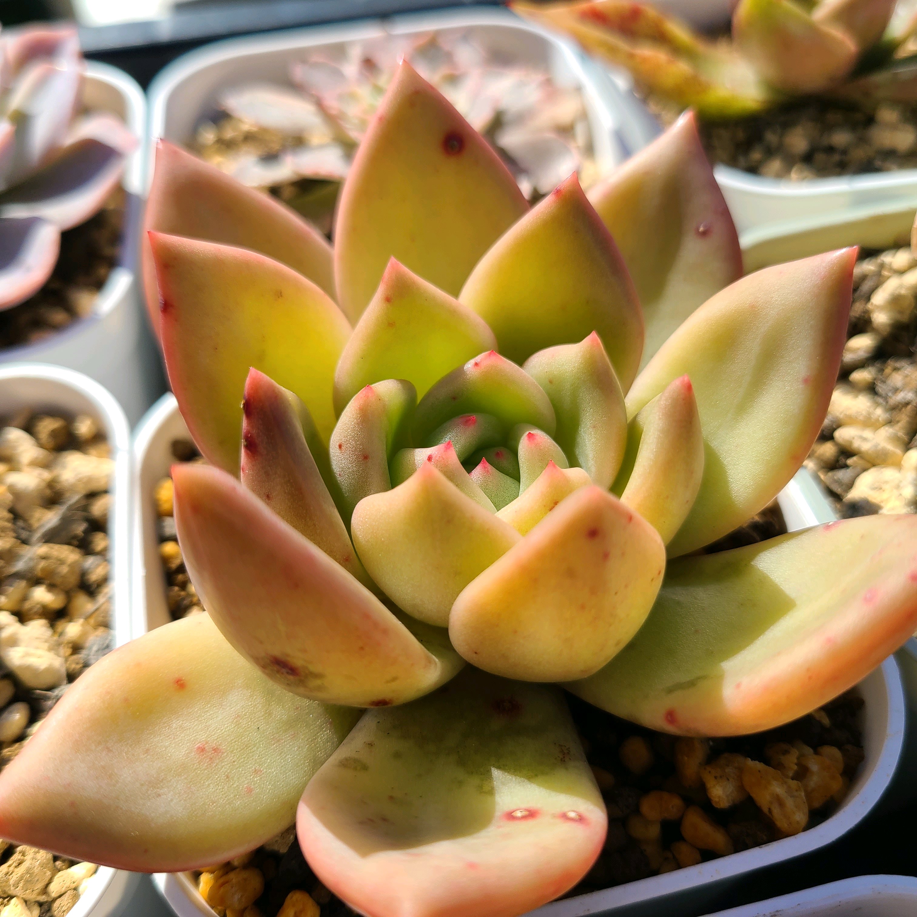 ホワイトシャンペンの成長記録✨🍾｜🍀GreenSnap（グリーンスナップ）