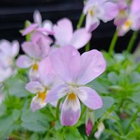 我が家の野菜畑の野菜たち,見元園芸ビオラ　シュガーラビット,我が家の畑,見元園芸 動物ビオラの画像