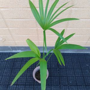 ヤシの木,Trachycarpus latisectus,ウィンダミアジュロ,観葉植物,鉢植えの画像