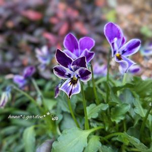 ビオラ,ビオラ青狼,鉢植え,お花に癒されて,パンビオの画像