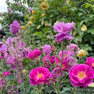 バラ,薔薇♪,今日の一枚,花のある暮らし,秋バラの画像