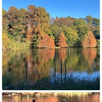 ホテイアオイ,メタセコイヤ,樹木,都立水元公園の画像