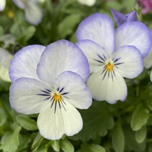 ビオラ,植木鉢,冬の花,玄関アプローチの画像