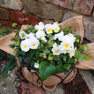 ビオラ,寄せ植え,マイガーデン,今日の花,今日の一枚の画像