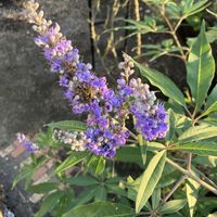 セイヨウニンジンボク,庭木,花木,おうち園芸,庭の画像