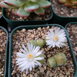 多肉植物,多肉寄せ植え,多肉の花,葉っぱ,セダム寄せ植えの画像