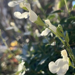 サルビア  ミラージュ,鉢植え,ネコ好き,白い花,花のある暮らしの画像