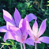 イヌサフラン,イヌサフラン,過去pic,今日のお花,赤紫の花の画像